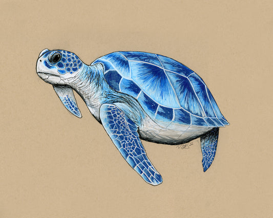 Azure Sea Turtle Original Wall Art and Print