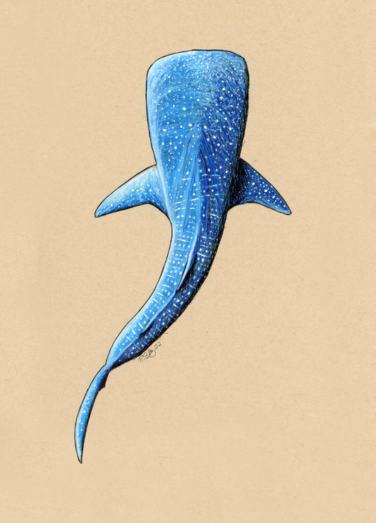 Blue Whale Shark Original Wall Art and Print