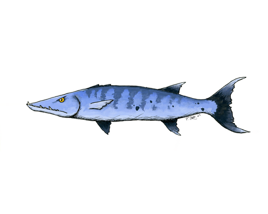 Barracuda Illustration