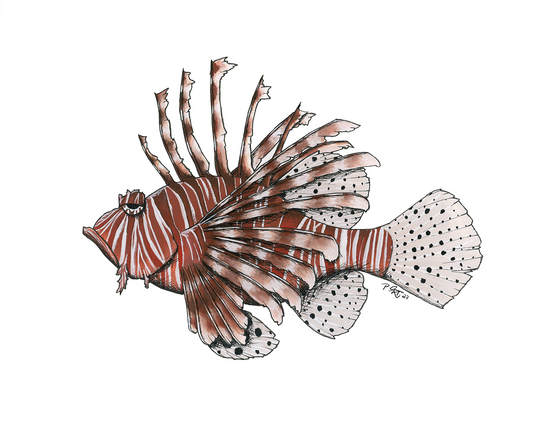 Image of the Lionfish Wall Art and Print
