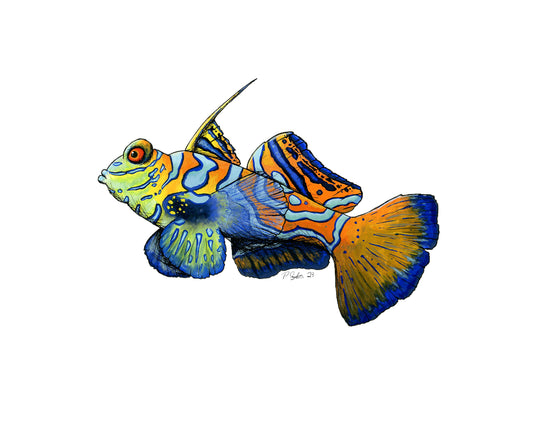 Mandarin Fish Illustration