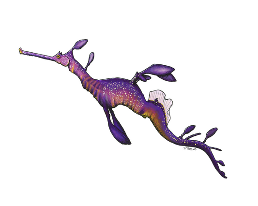 Sea Dragon Illustration