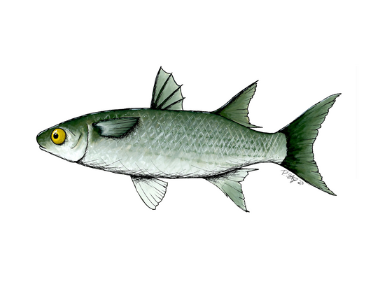 An image of the gouache painting for sale of a single mullet fish.